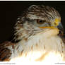 Ferruginous Buzzard