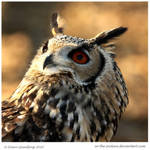 Bengal Eagle Owl by In-the-picture