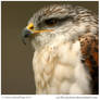 Ferringous Buzzard