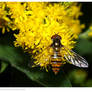 Golden Hoverfly