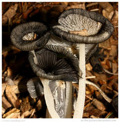 Darkened Shrooms