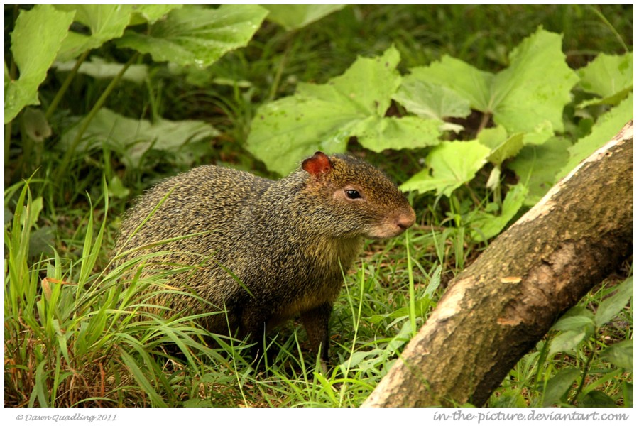 Azara Agouti