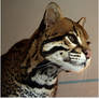 Alert Ocelot