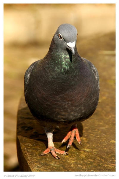 Lieutenant Pigeon