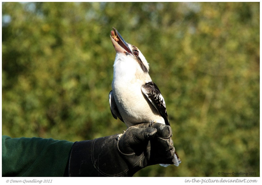 Kookaburra Delight