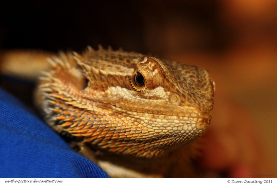 Beautiful Beardie