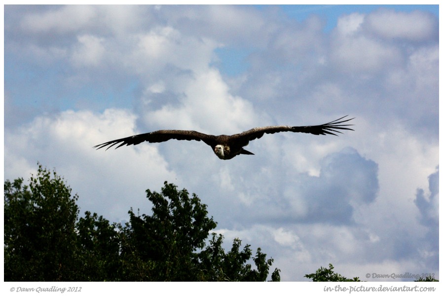 Soaring Vulture