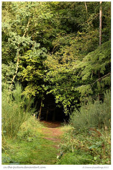 Forest Entrance