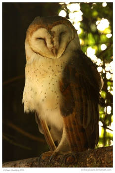 African Barn Owl