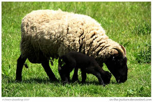 Black Sheep of the Family by In-the-picture