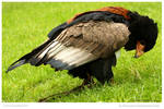 Bateleur Beauty by In-the-picture