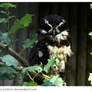 Goggles the Groovy Spectacled Owl