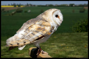 Barn Owl At the Ready