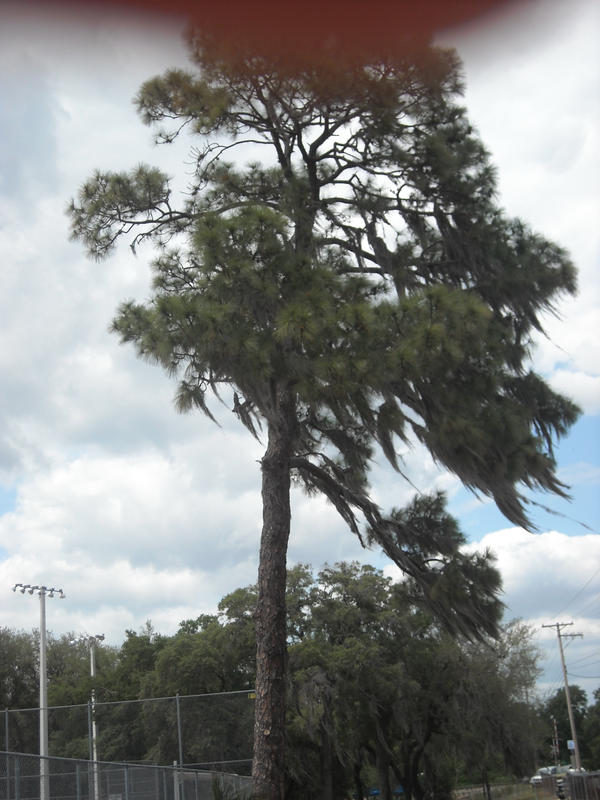 Curver Tree Curving Tree by jazzphantom on DeviantArt