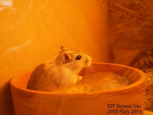 My Gerbil Darwin