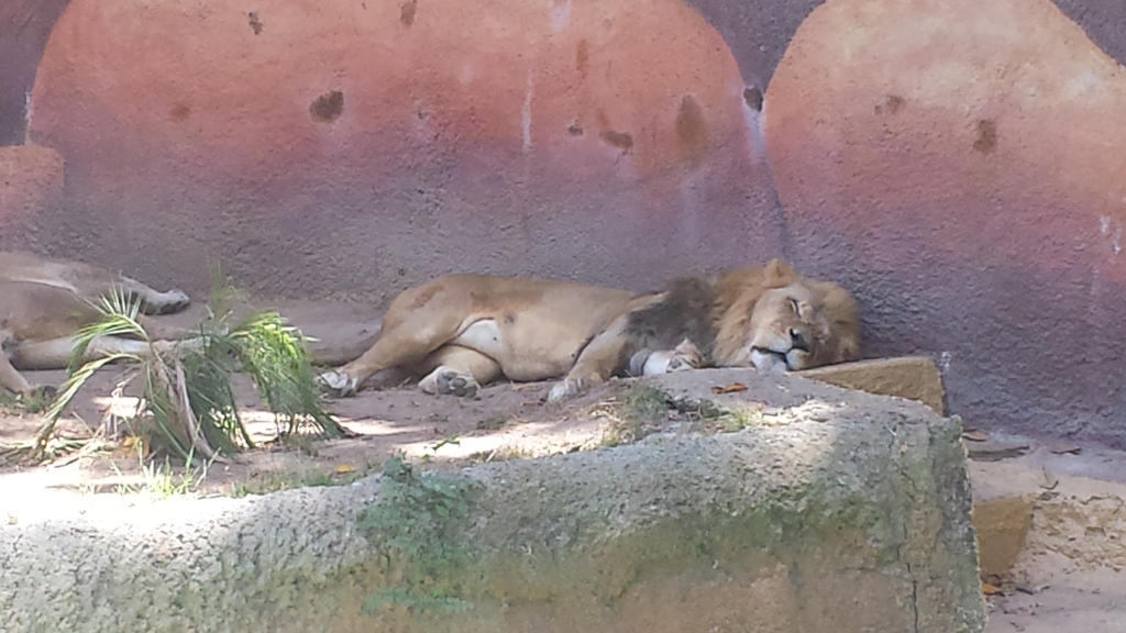 Simba being lazy. by OkamiTatsu on DeviantArt