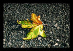 .Winter Leaves. by DeadlyWitch
