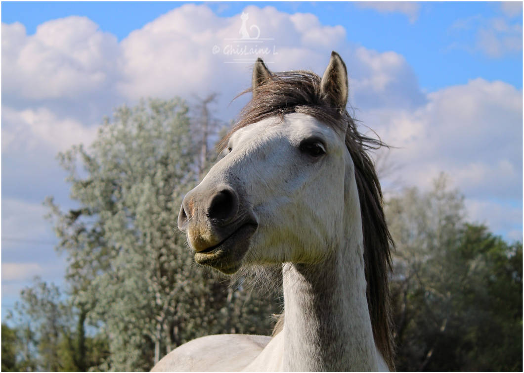 Cheval de Camargue 2 by Ghislaine-L