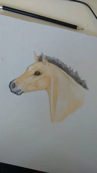 Foal in aquarel