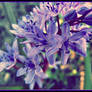blue.squill
