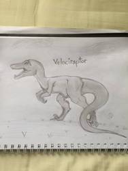 Velociraptor 