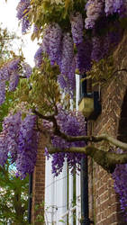 Lovely Wisteria in Holland Park