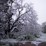 Frozen Tree