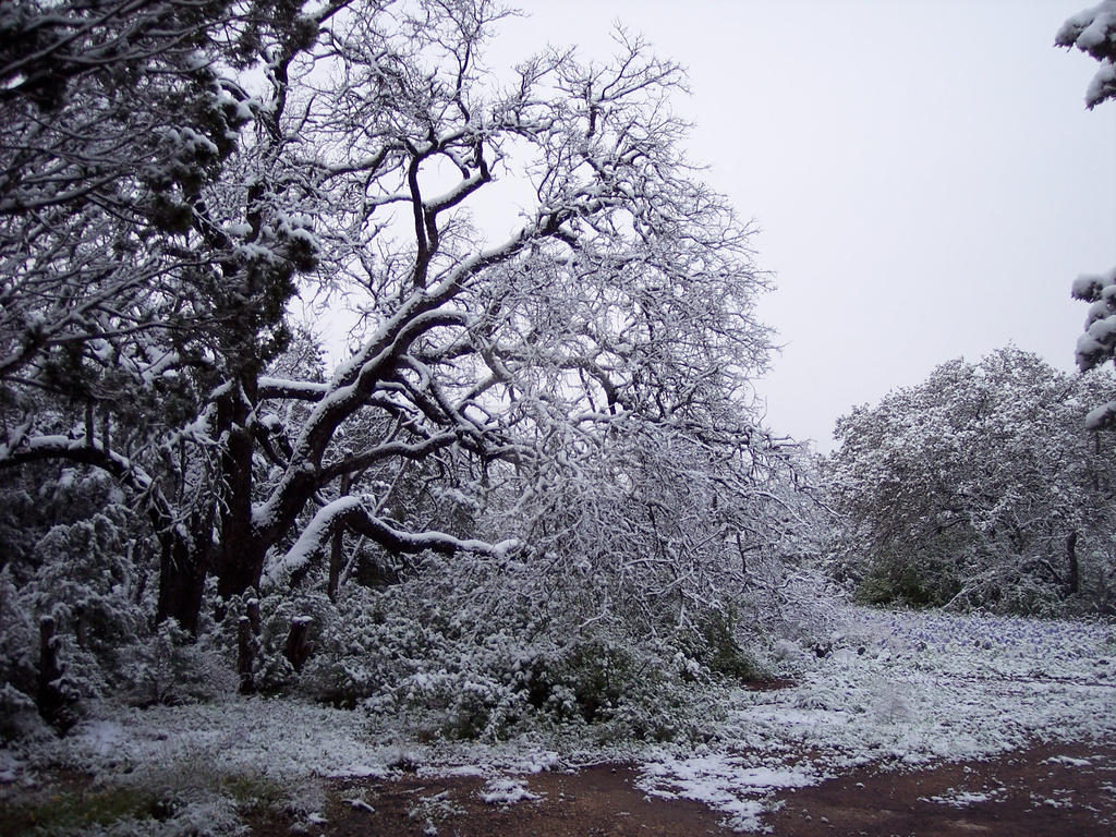 Snowed Tree Snowed Tree by TaylorMarie1990 on DeviantArt