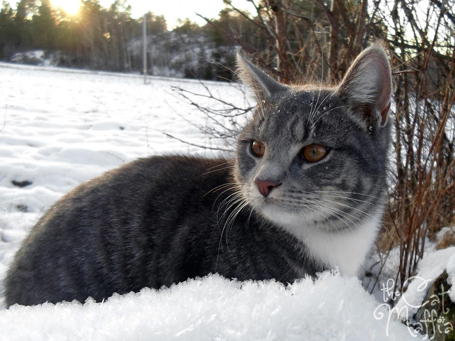 Kitten in the snow