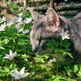 Does this flower go with the colour of my fur?