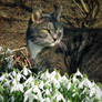 I'm guarding the spring so it won't go away again!