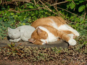 Just taking a nap together