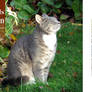 Four Cats in the Garden v2 - 2020 calendar