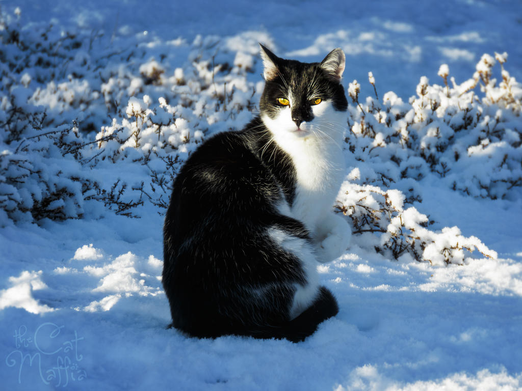 The snow should feel honoured I want to sit on it! by RavenMontoya