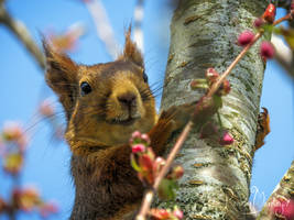 The Happy Squirrel