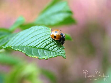 Lady on a leaf