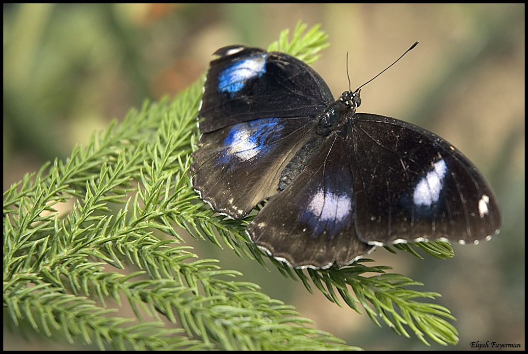 Great Eggfly Butterfly