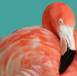Flamingo Vexel by ElizabethParkin