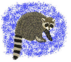 Raccoon