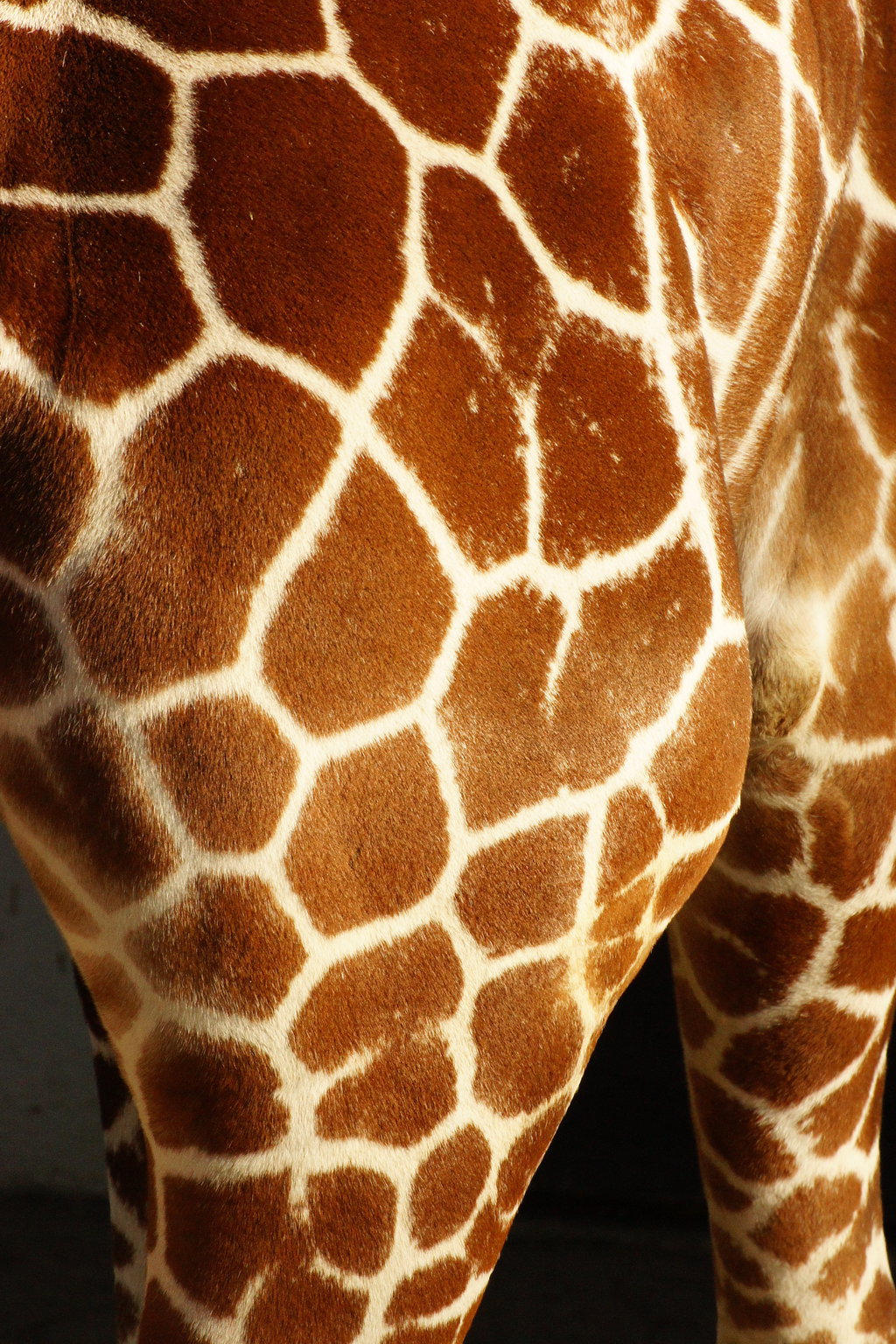 giraffe pattern