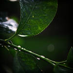 after the rain by madazulu
