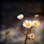 life is a flower_three by madazulu
