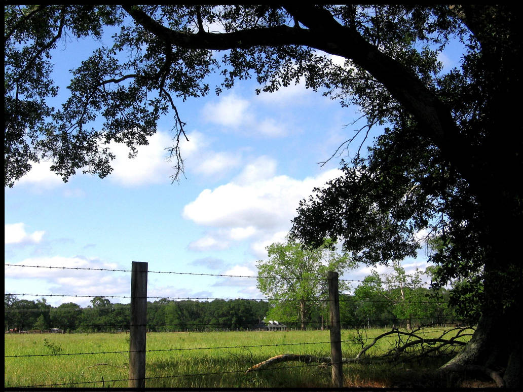 Countryside Afternoon