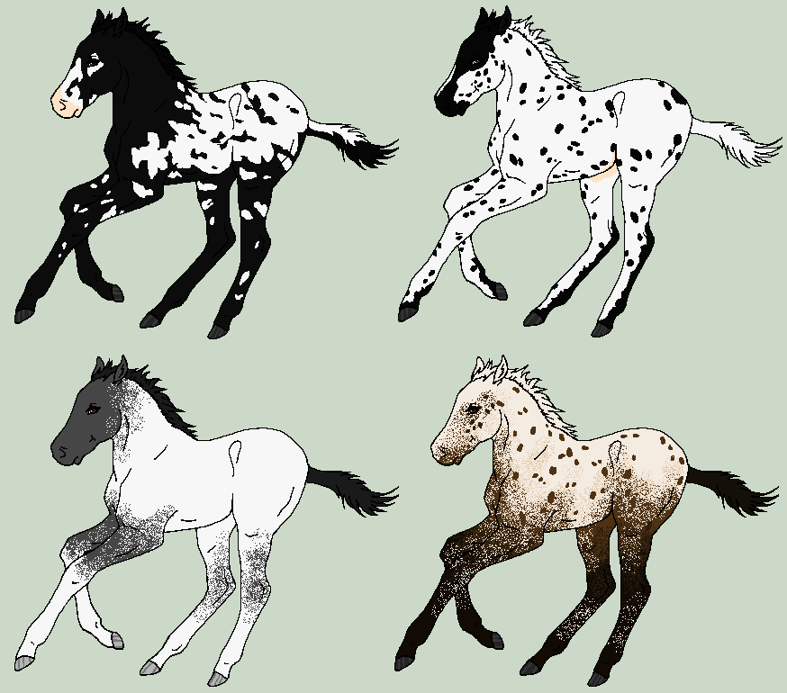 Appaloosa Foals - CLOSED