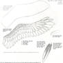 How to Draw Wings