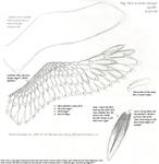 How to Draw Wings by Sablewynd