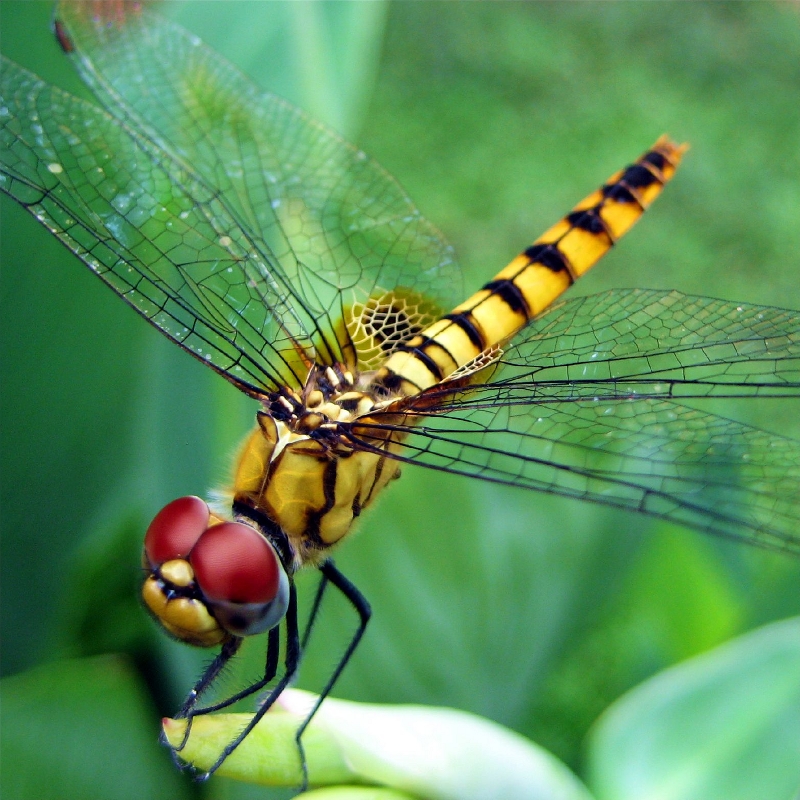 Dragonfly