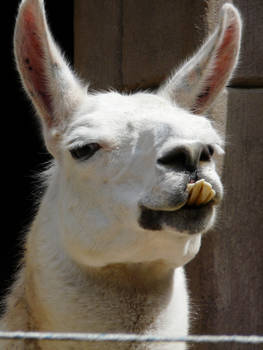 Lama lolface