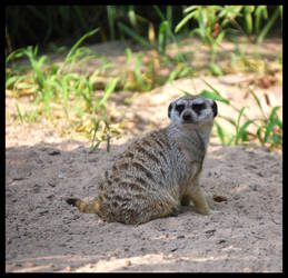 Meerkat