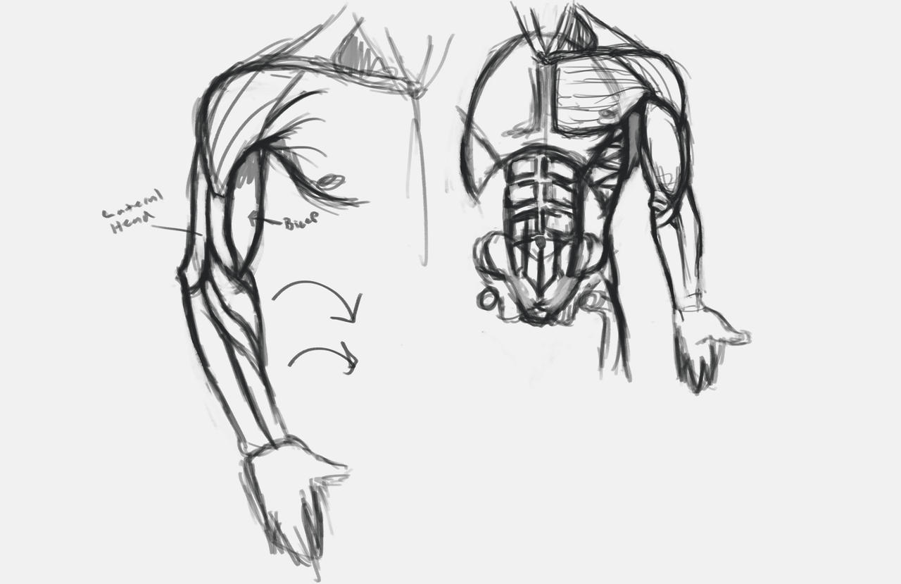 Anatomy Study